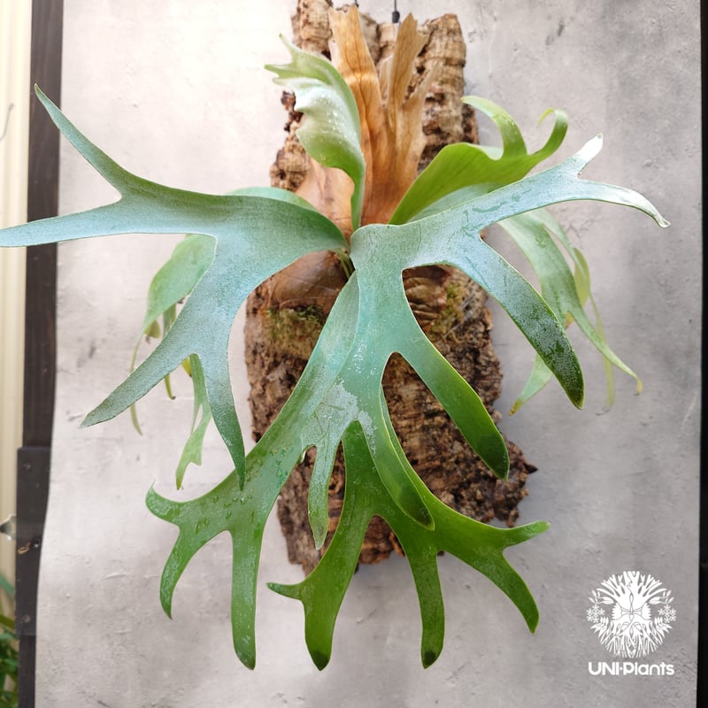 Platycerium Banna #A (pup) ビカクシダ バンナ #A (子株) ビカ