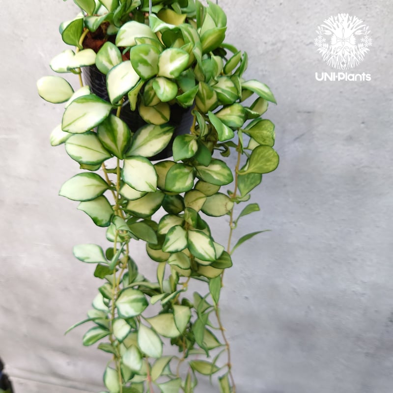 ホヤ ヘウスケリアナ バリエガータ Hoya Heuschkeliana variegata