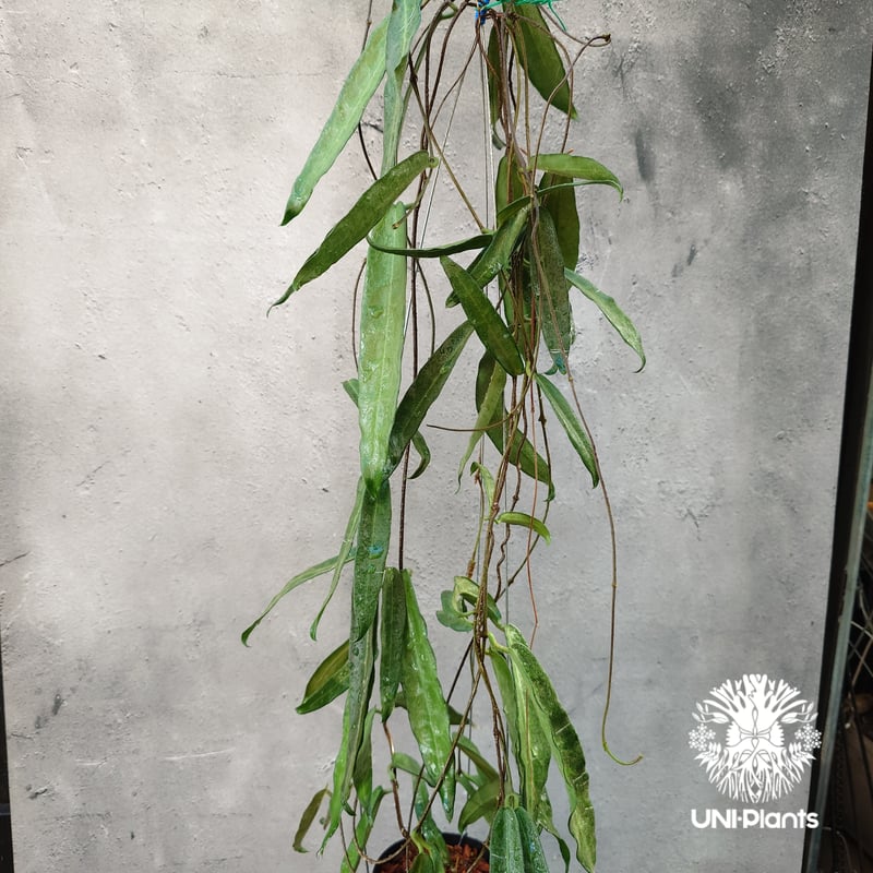 Hoya Hypolasia ホヤ ヒポラシア ホヤ植物 ホヤの花 希少な植物 Hoyapla