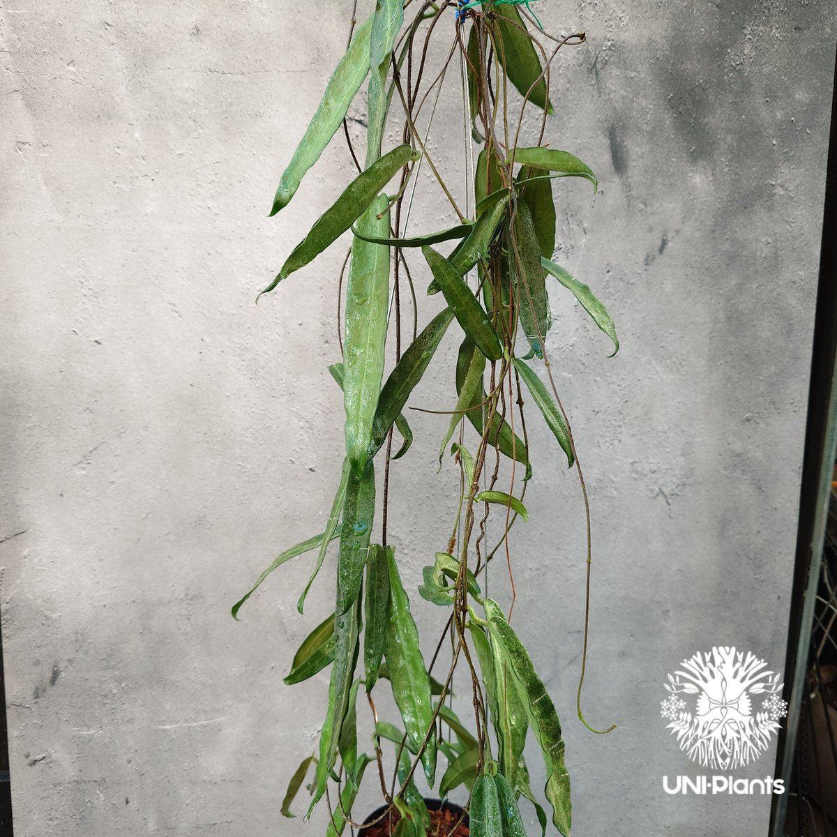 ホヤ 　大株 Hoya Hypolasia ホヤ ヒポラシア ホヤ植物 ホヤの花 希少な植物 Hoyapla