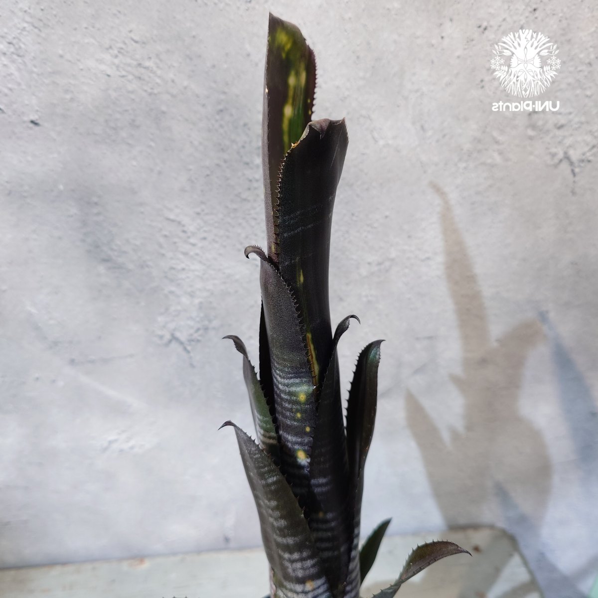 国内繁殖株・一点物】Billbergia Darth Vader ｜ビルベルギア