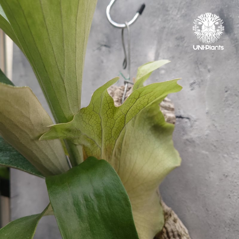 Platycerium Mt.Lewis（pup）ビカクシダ マウントルイス シダ植物