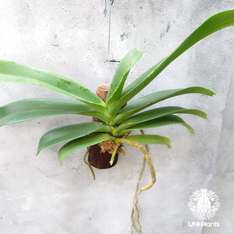 リンコスティリス Rhynchostylis hybrid Kom 着生植物 珍しい 着生蘭