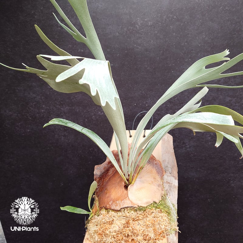 Platycerium White Wing sporeling (P.veitchii x