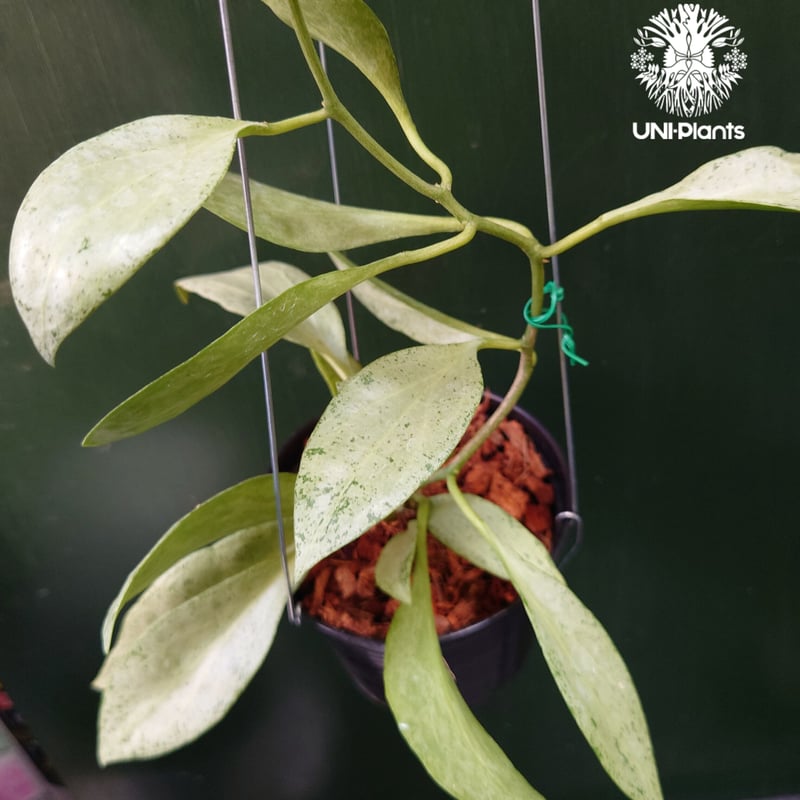 花座つき超レア 希少種 ホヤ　Hoya Obcordata オブコルデータ 花座つき超レア 希少種 ホヤ Hoya Obcordata オブコルデータ 観葉植物