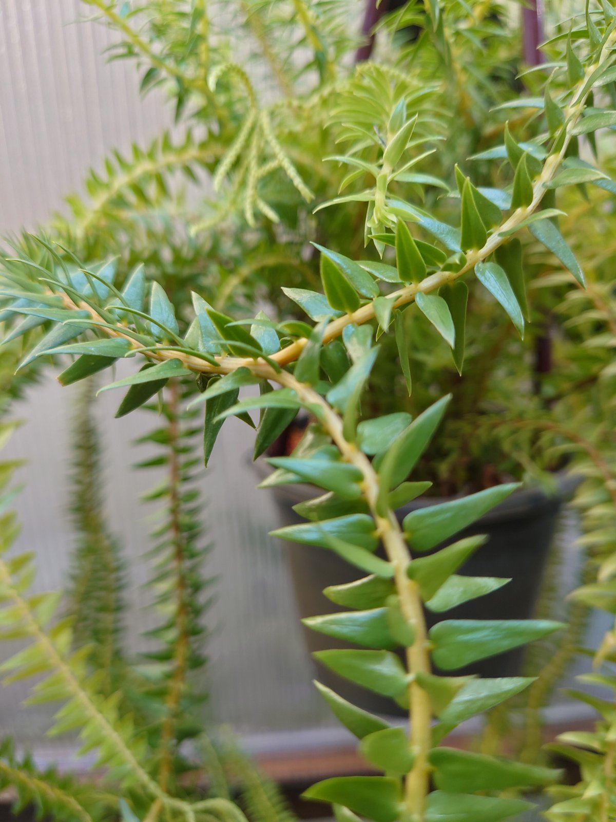 フペルジア・フレグマリア Huperzia phlegmaria 観葉植物 珍奇