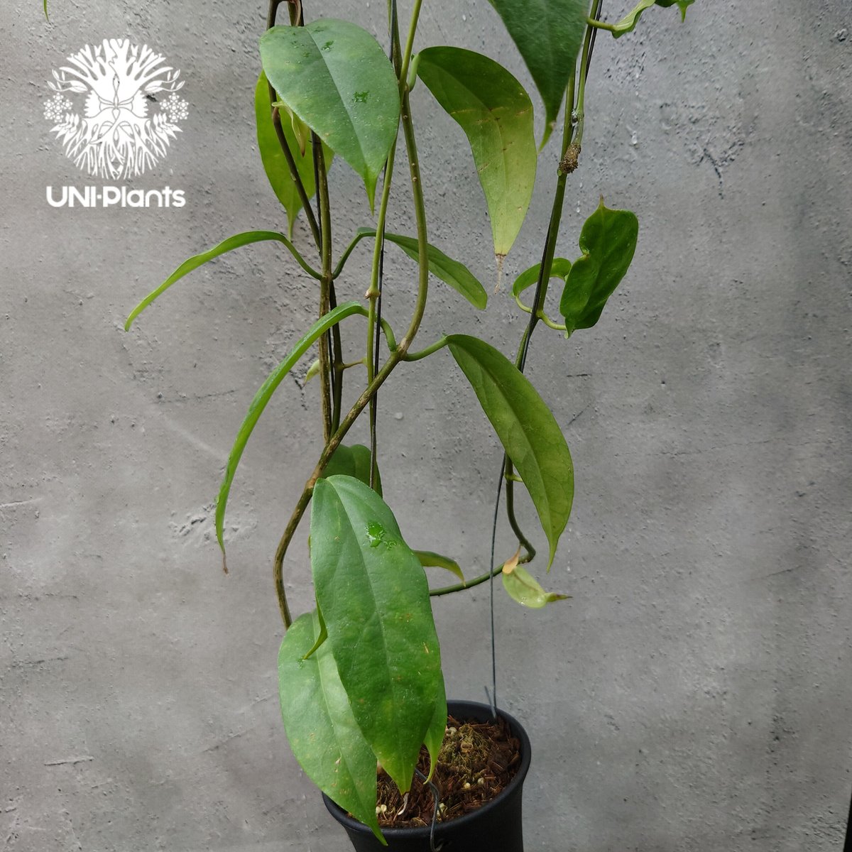 hoya cv joy 希少　レア品種 hoya cv joy 希少 レア品種 hoya cv joy 希少 レア品種 Hoya cv Joy