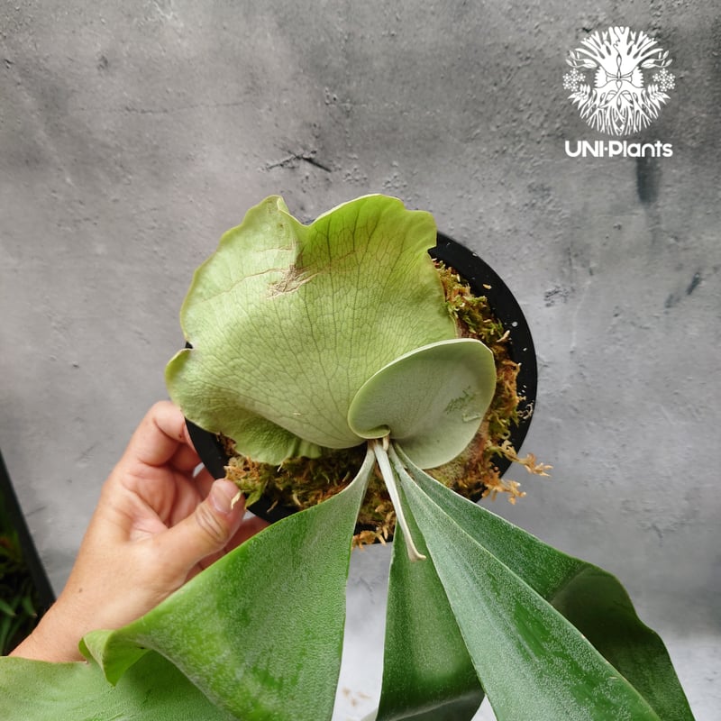 Platycerium Hanabi ビカクシダ コウモリラン platycerium sta