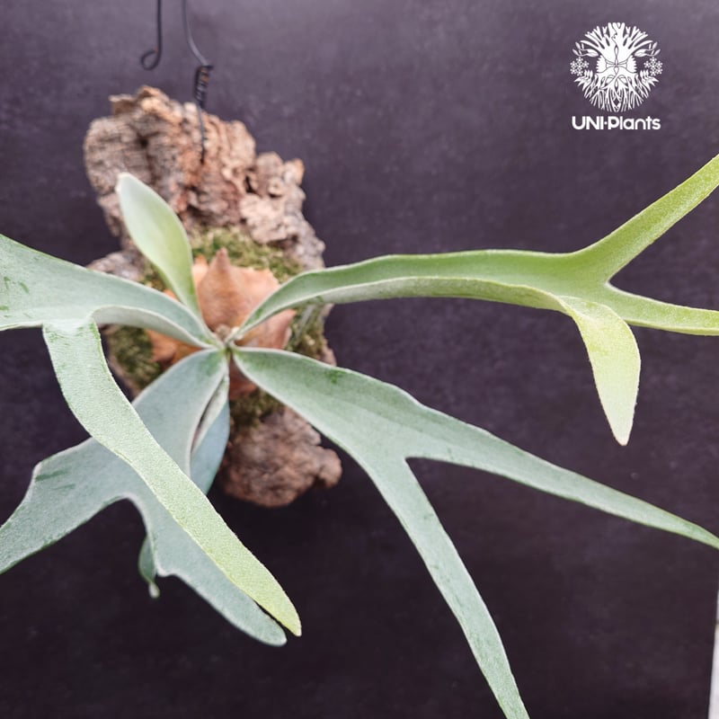 ビカクシダ ベイチー(子株) Platycerium veitchii(pup) コウモリラン