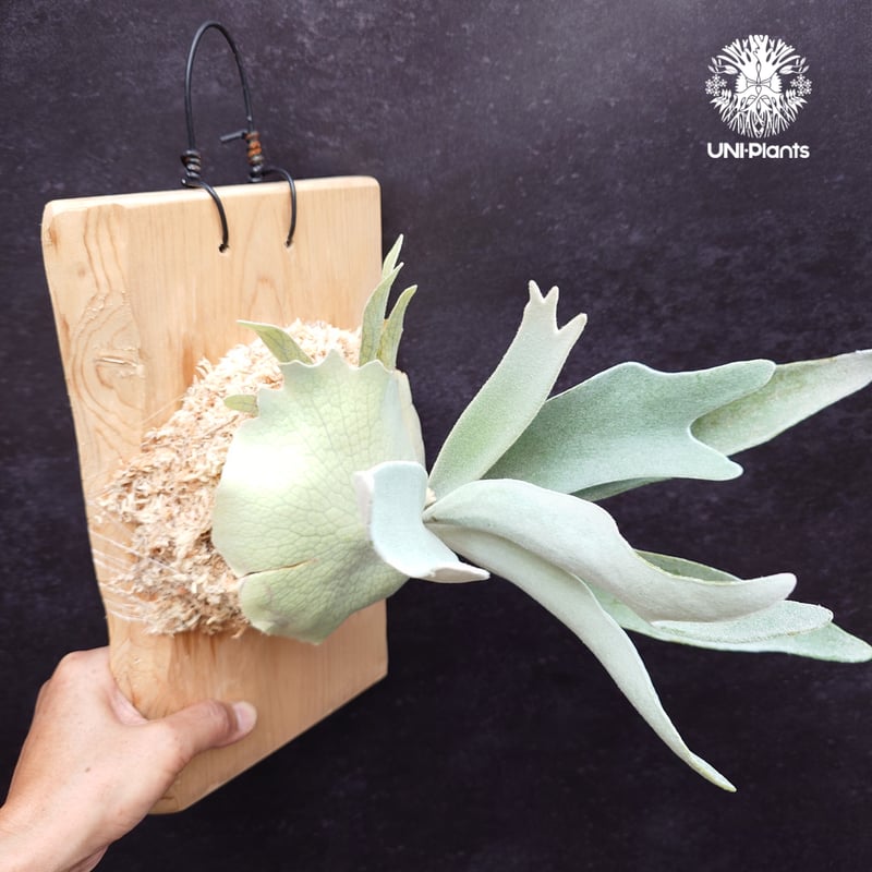 Patycerium veitchii cv. Silver frond ビカクシダ ベイチー