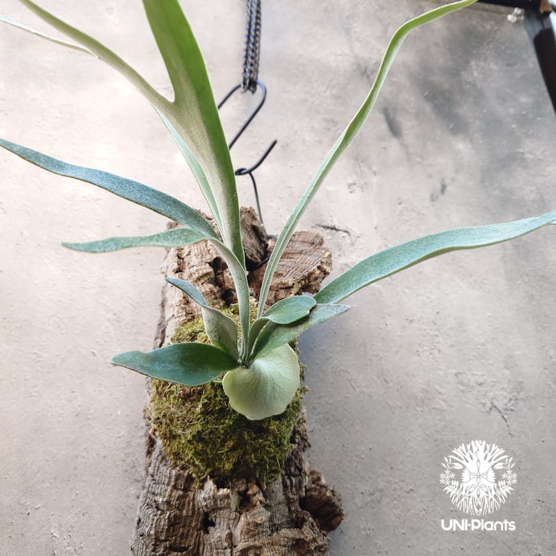 ビカクシダ ベイチー Patycerium veitchii ビカクシダ原種 シダ植物