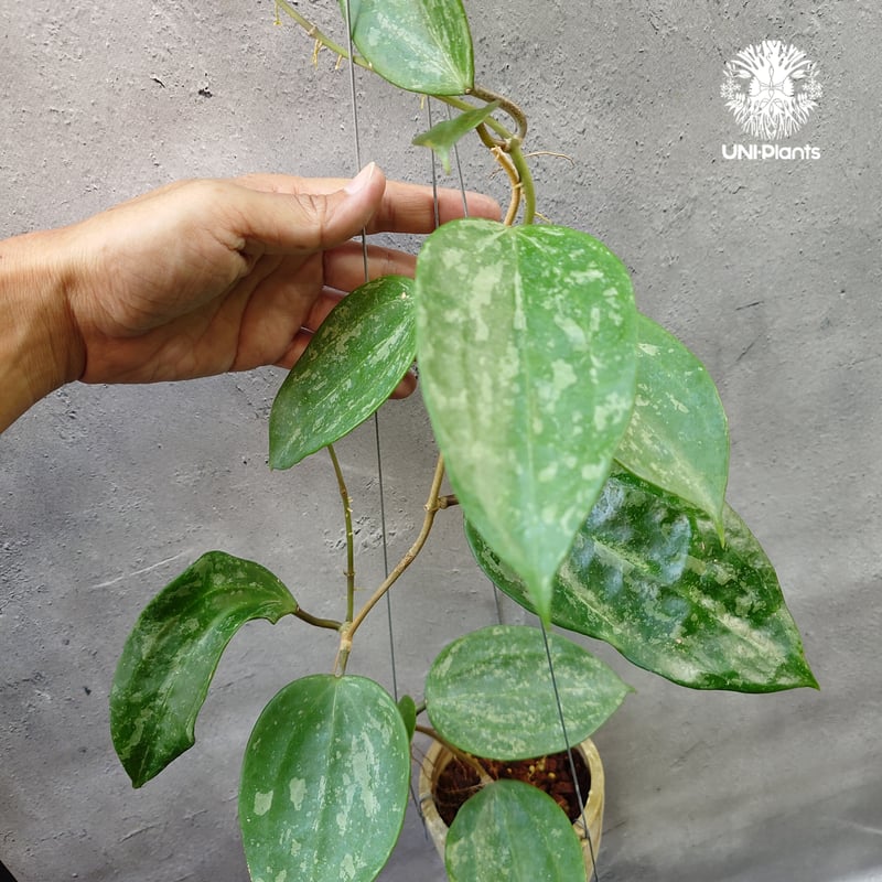 レア　ホヤ　Hoya latifolia ' Queen'サクララン Hoya latifolia Snow Queen（S） ホヤ ラティフォリア スノー