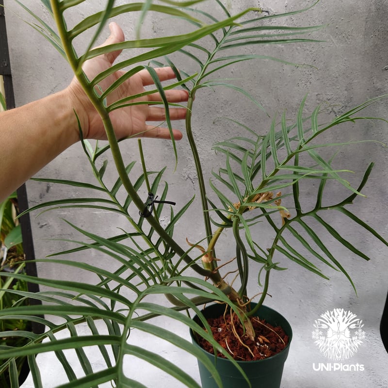 Philodendron tortum フィロデンドロン トータム フィロデンドロン