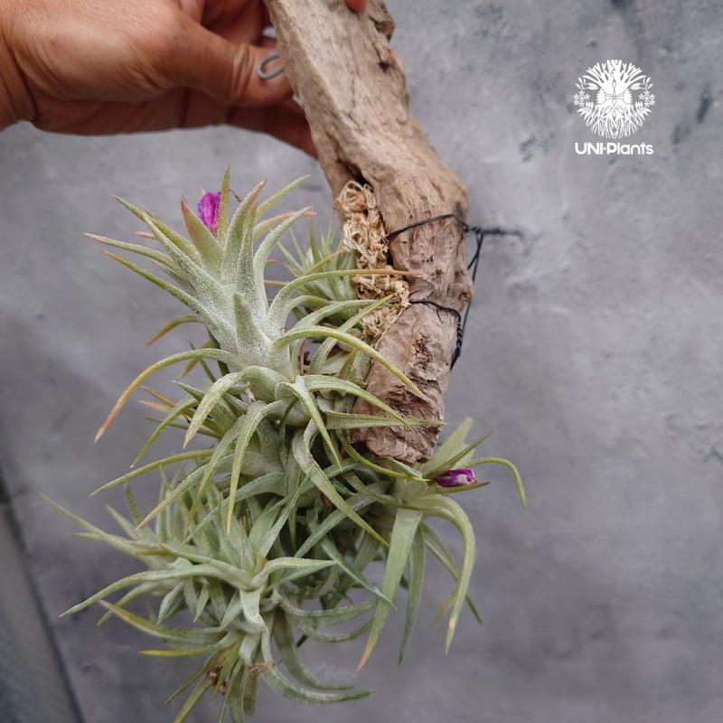 ブロメリア・エアープランツ T. ionantha var. van-hyningii