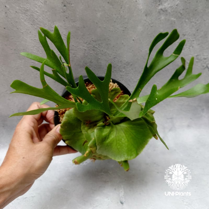 ビカクシダ キッチャクード シンリーフ Platycerium Kitshakood thin