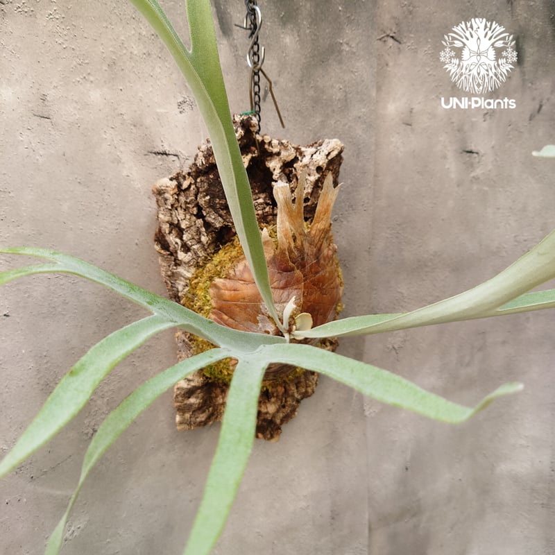 【たーくん】ビカクシダ　レモイネイ他 ビカクシダ レモイネイ Platycerium veitchii 'Lemoine' コウモリ