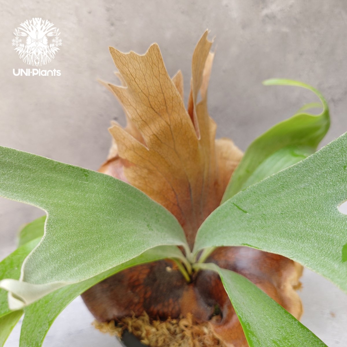 Platycerium Banna #A (pup) ビカクシダ バンナ #A (子株) ビカ Platycerium Banna #A (pup) ビカクシダ バンナ #A (子株) ビカ