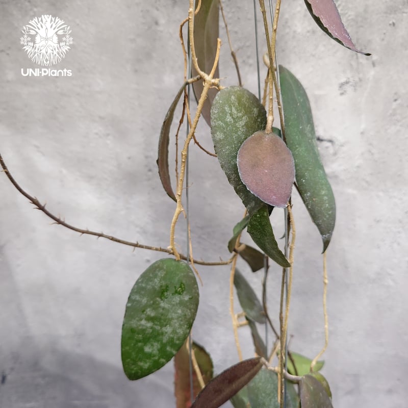 Hoya Caudata ホヤ カウダータ ホヤ植物 珍奇 珍しい 希少 レア つる性