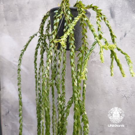 Huperzia spp. フペルジア  Phlegmariurus (フレグマリウルス) 観葉植物 珍奇植物 植物 着生植物 インテリア植物 珍しい シダ植物