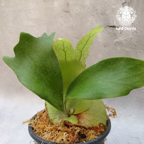 Platycerium willinckii white angel ビカクシダ ウィリンキー ホワイトエンジェル ビカクシダ コウモリラン