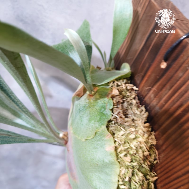 国内繁殖株・一点物】Platycerium sp.｜希少株｜(P.bifurcatum cv