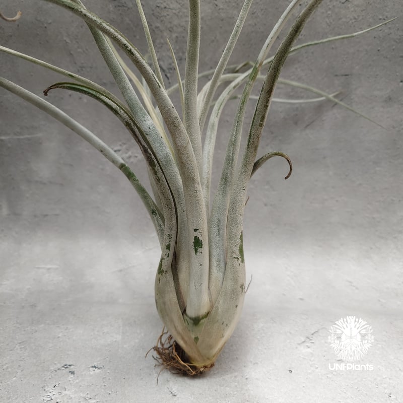 Tillandsia Kraken チランジアクラーケン Tillandsia インテリア植物