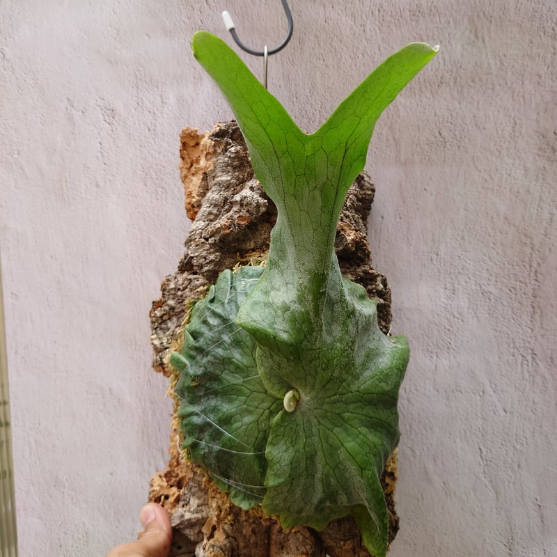 ビカクシダ グランデ Platycerium grande コウモリラン ビカクシダ グランデ Platycerium grande コウモリラン