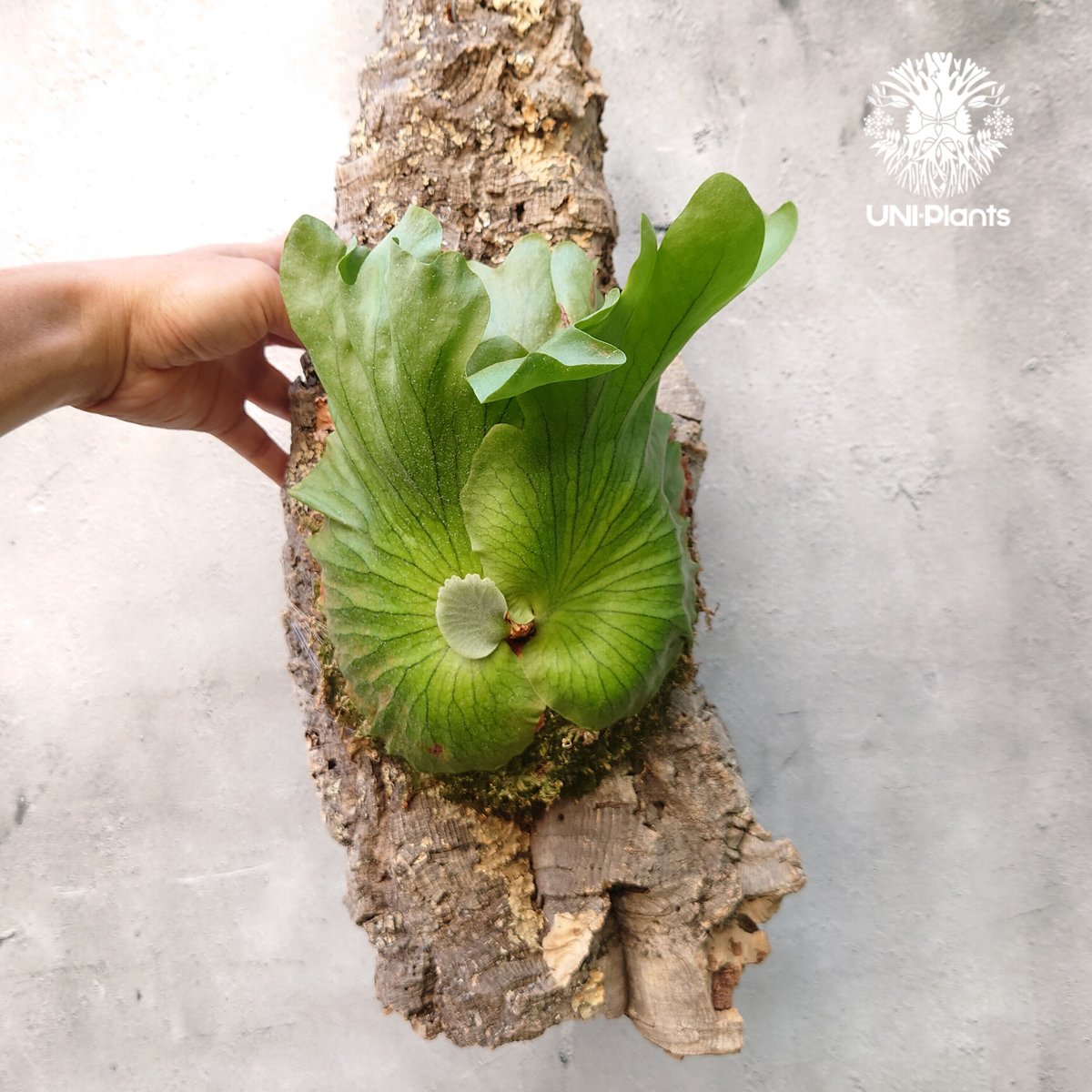 ビカクシダ コロナリウム Platycerium coronarium⑮ Platycerium coronarium 