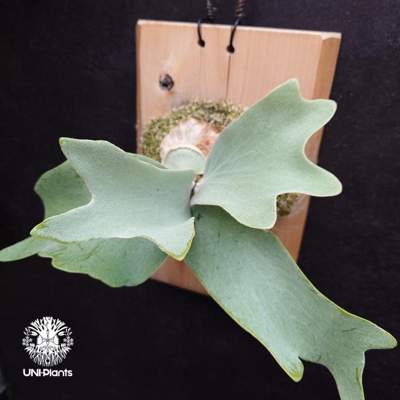 Platycerium Saikeaw(P.andinum x P.willinckii) ビ