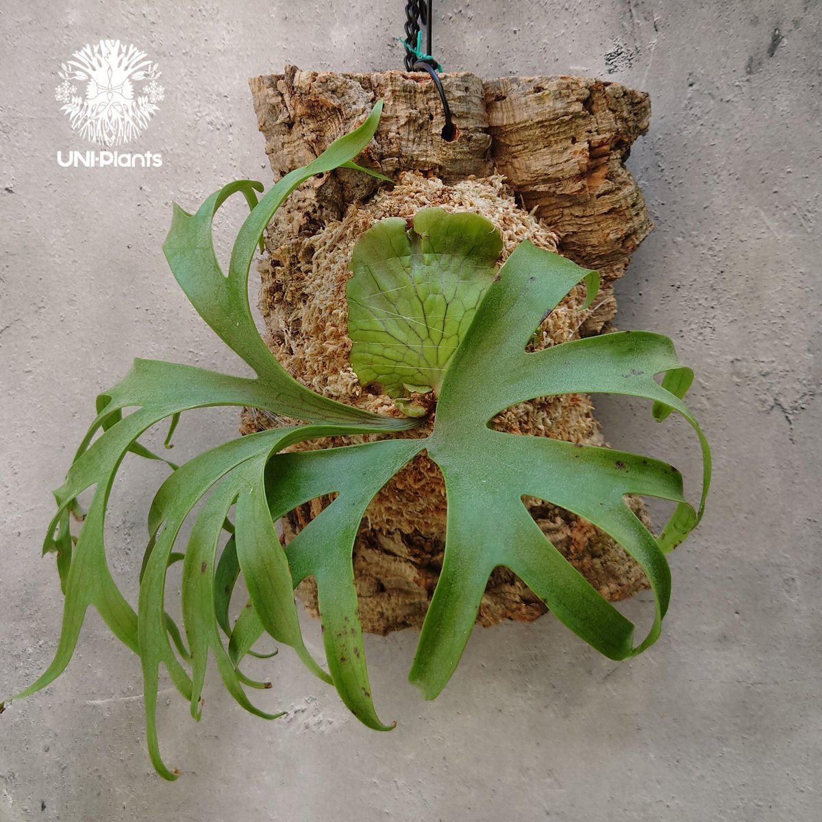 ビカクシダ コロナリウム Platycerium coronarium コウモリラン ビカク