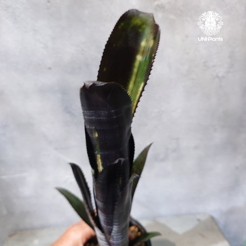 国内繁殖株・一点物】Billbergia Darth Vader ｜ビルベルギア