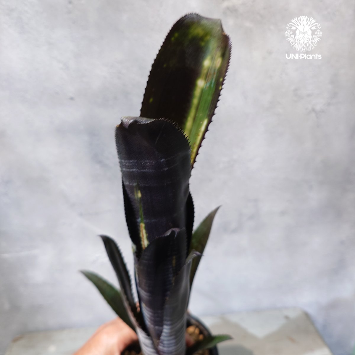 国内繁殖株・一点物】Billbergia Darth Vader ｜ビルベルギア