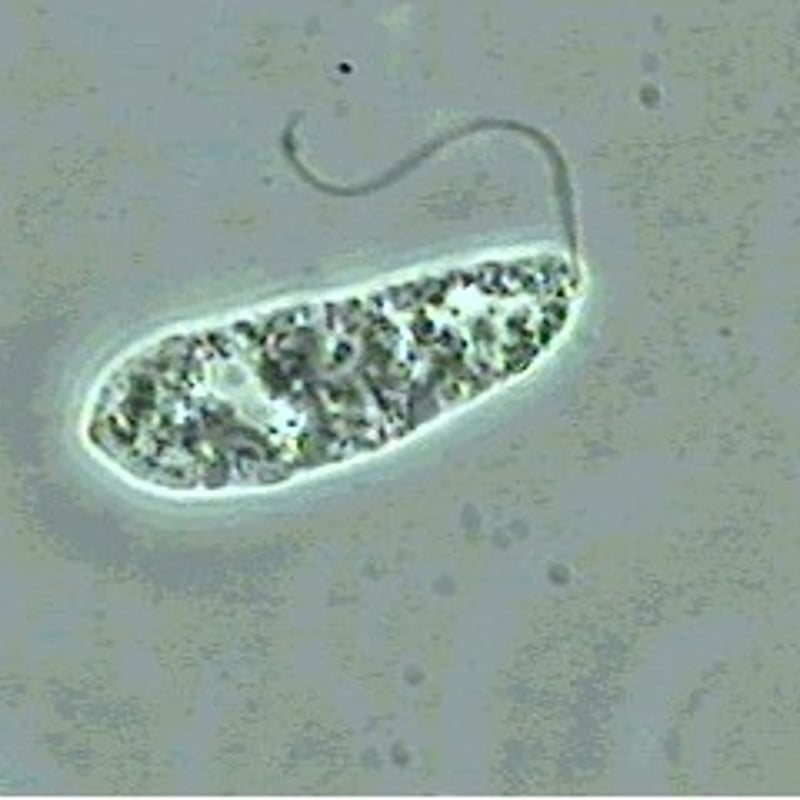 位相差顕微鏡 Touma 【研究を変える、発見が続くーToumaで見えないもの