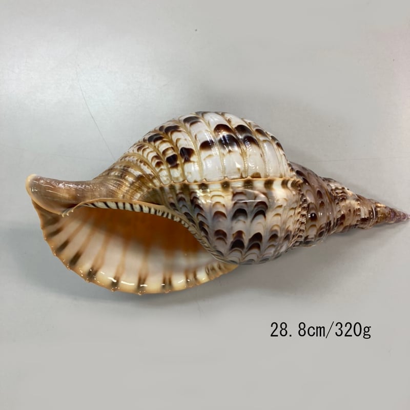 沖縄産法螺貝約34㌢675g ベージュ/ブラウン 沖縄産法螺貝約34㌢675g ベージュ/ブラウン