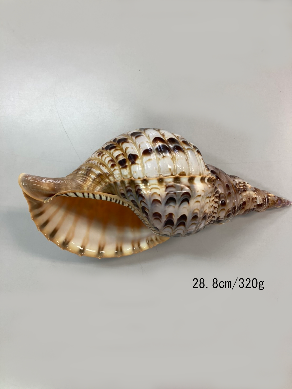 法螺貝 特小 観賞用 28.8㎝/320g | 多田商店 法螺貝と和装の専門店