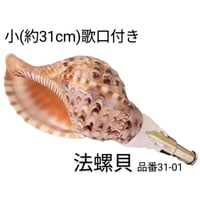 法螺貝 大 約40cm 歌口付き 品番40-02 | 多田商店 法螺貝と和装