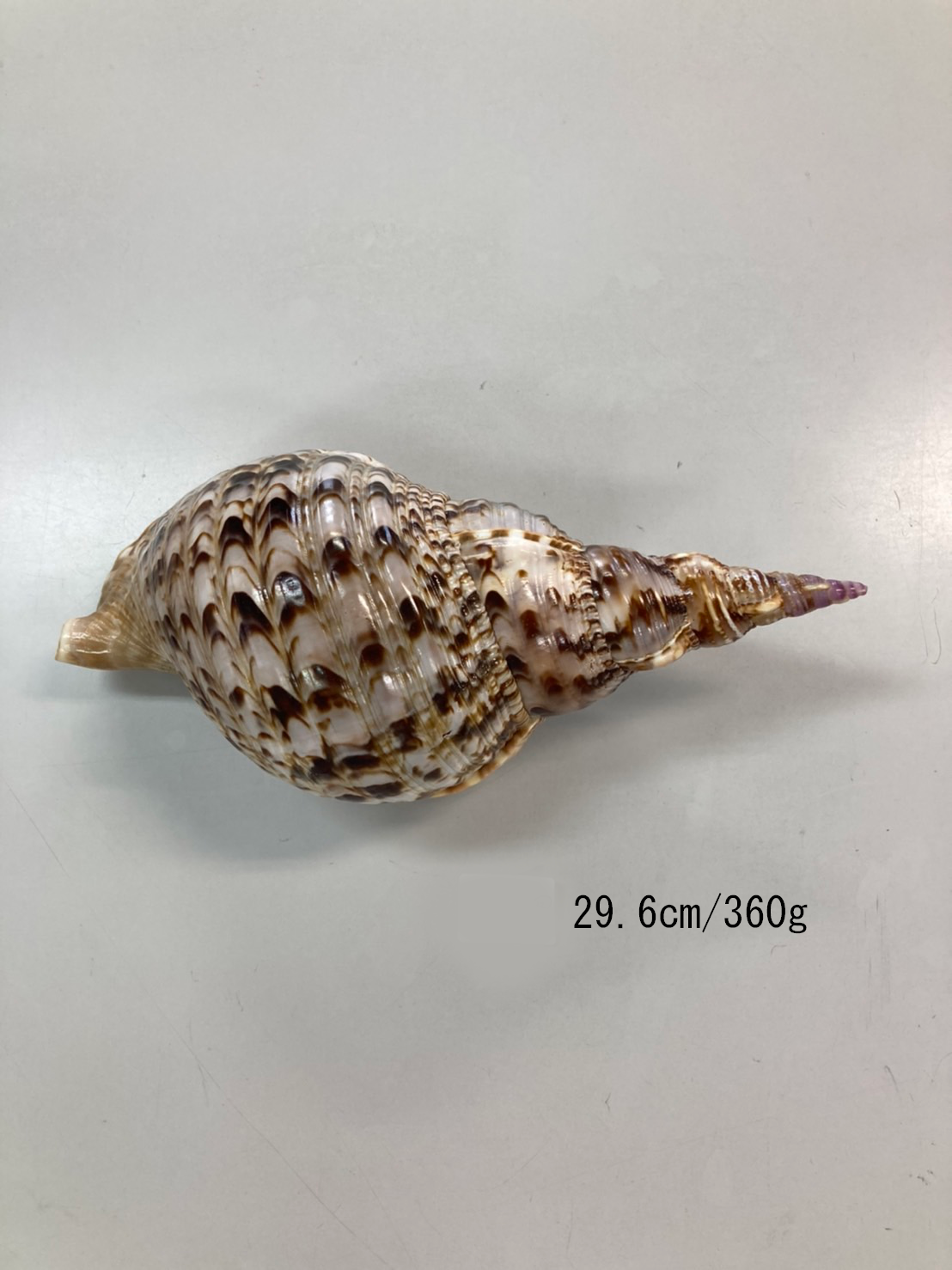 法螺貝 特小 観賞用 29.6㎝/360g | 多田商店 法螺貝と和装の専門店