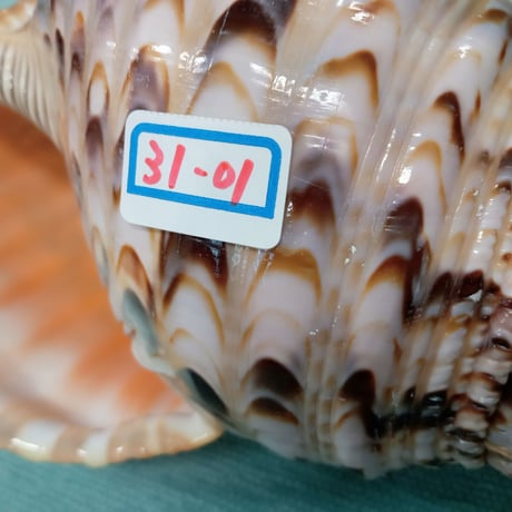 法螺貝　小　約31cm　歌口付き　品番31-01