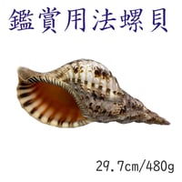 法螺貝 大 約40cm 歌口付き 品番40-01 | 多田商店 法螺貝と和装の専門店