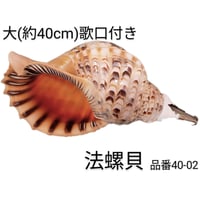 法螺貝 中 | 多田商店 法螺貝と和装の専門店