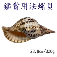 法螺貝 大 約40cm 歌口付き 品番40-01 | 多田商店 法螺貝と和装