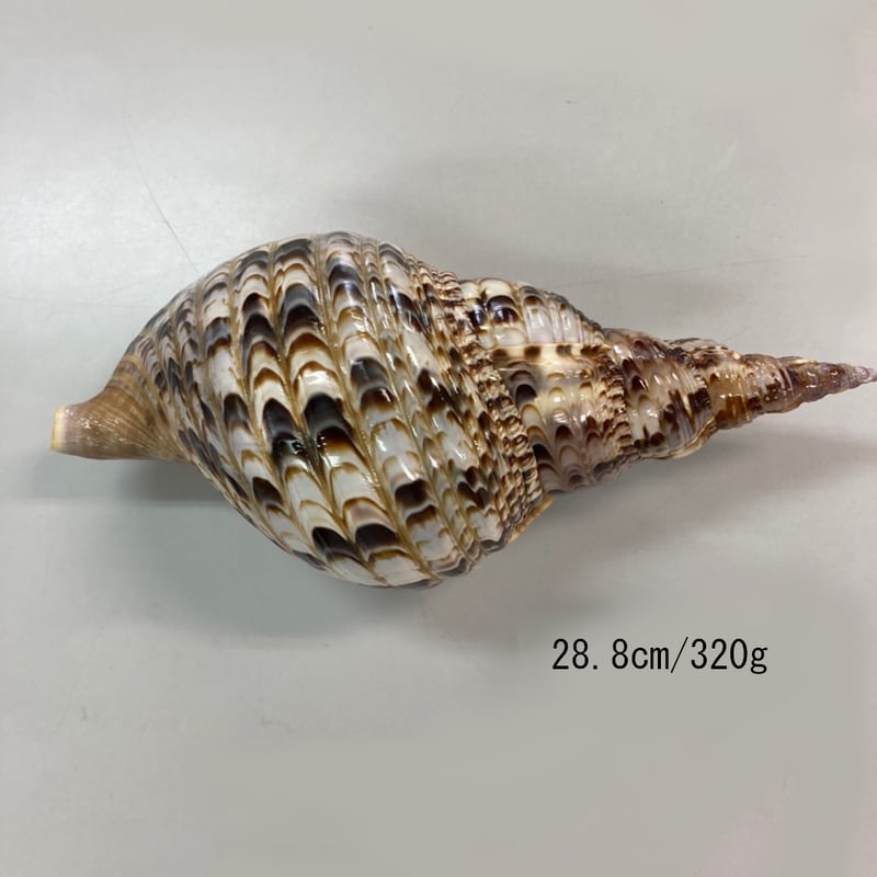 法螺貝　3cm以下 法螺貝 約39cm 1Kg 再掲載です | 和雑貨仁泉堂ネットショップ