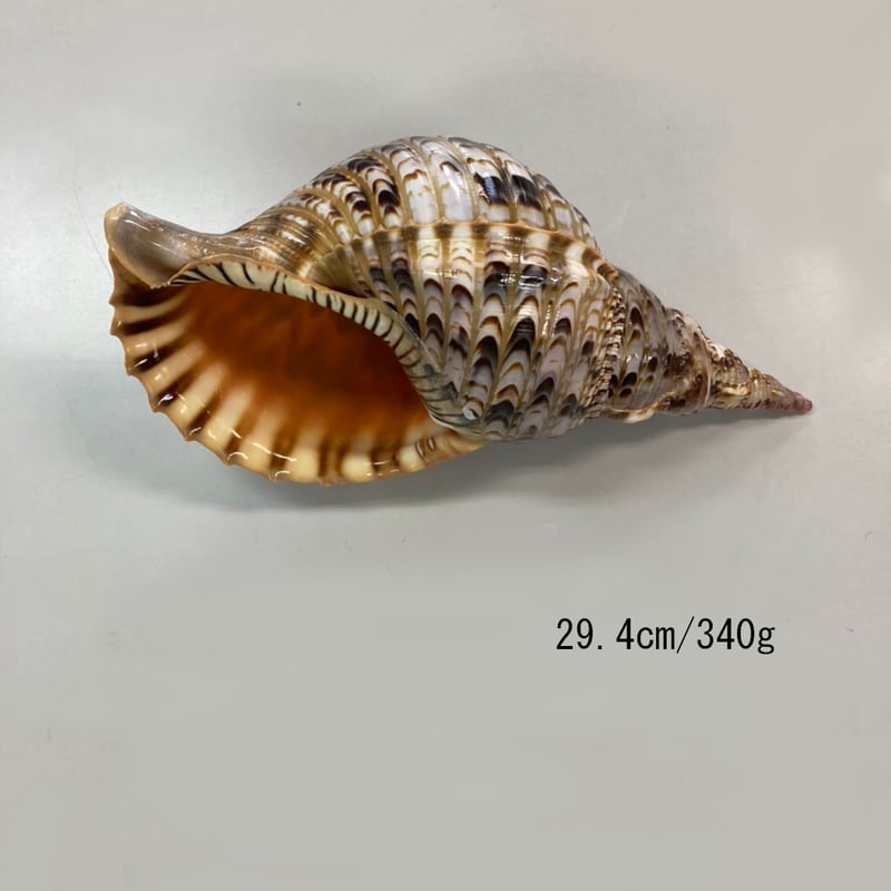 法螺貝 特小 観賞用 29.4㎝/340g | 多田商店 法螺貝と和装の専門店