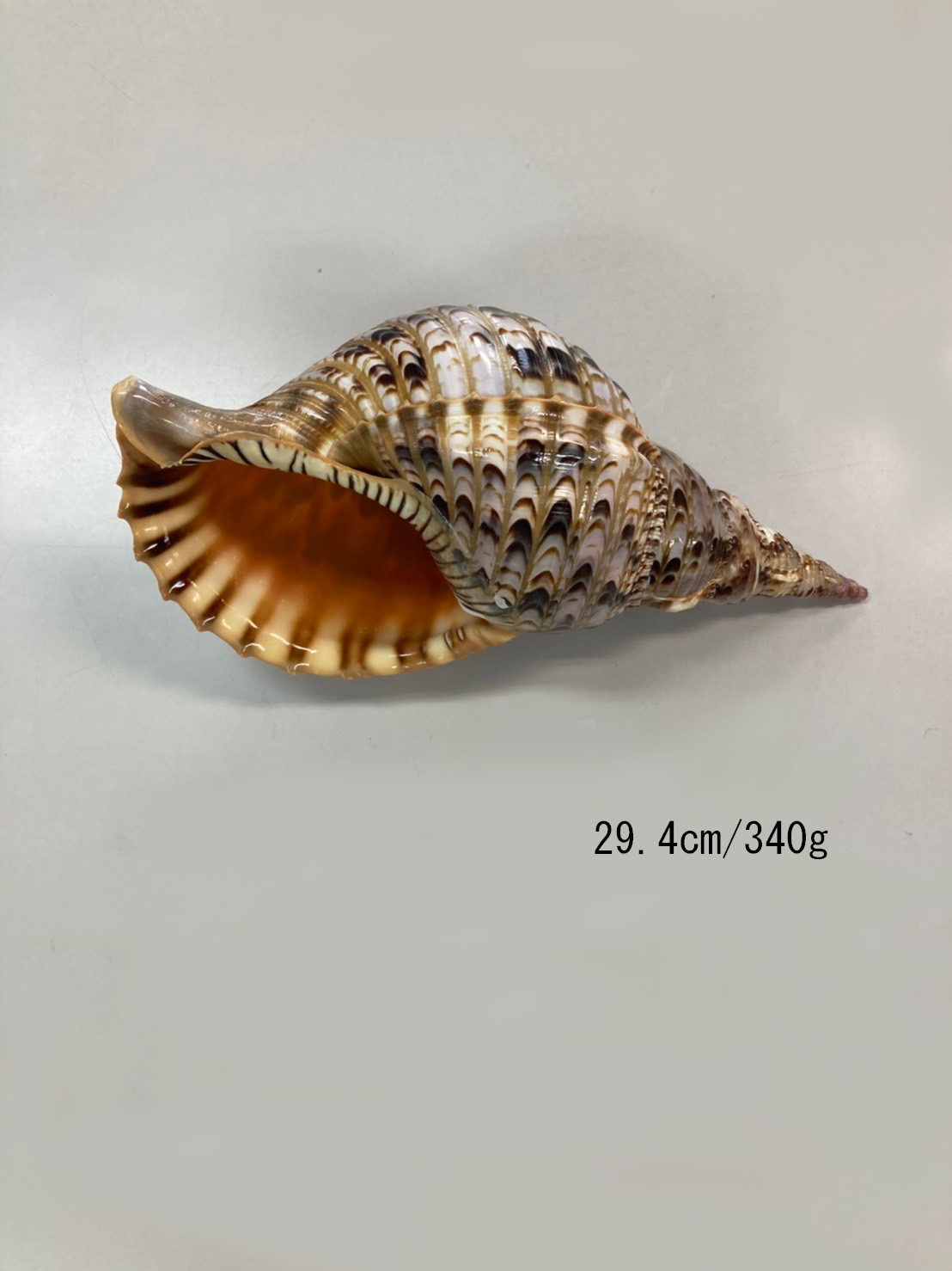 法螺貝 特小 観賞用 29.4㎝/340g | 多田商店 法螺貝と和装の専門店