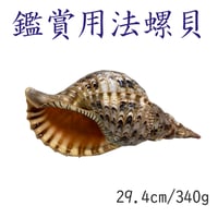 法螺貝 大 約38cm 歌口付き 品番38-01 | 多田商店 法螺貝と和装の専門店