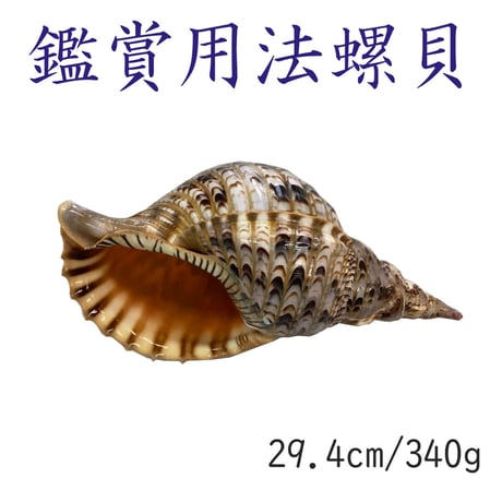 法螺貝 袋付き 法螺貝 雄 36cm 車田商店 網袋付き 多田商店 法螺貝と和装