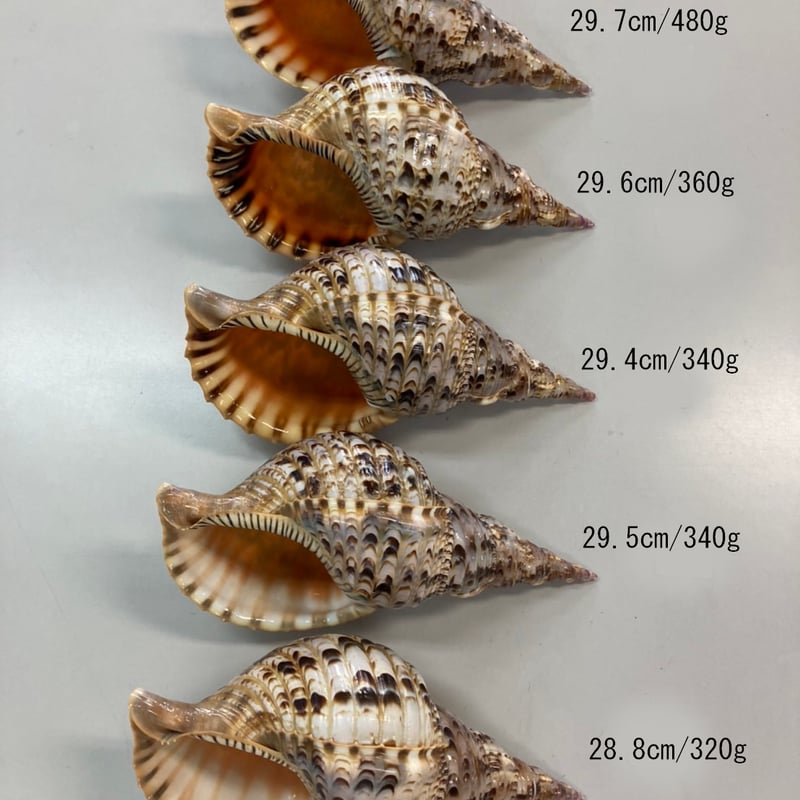 法螺貝 約35.5㎝ 木製歌口付　新品　 MH-402 法螺貝 約35.5㎝ 木製歌口付新品 MH-402