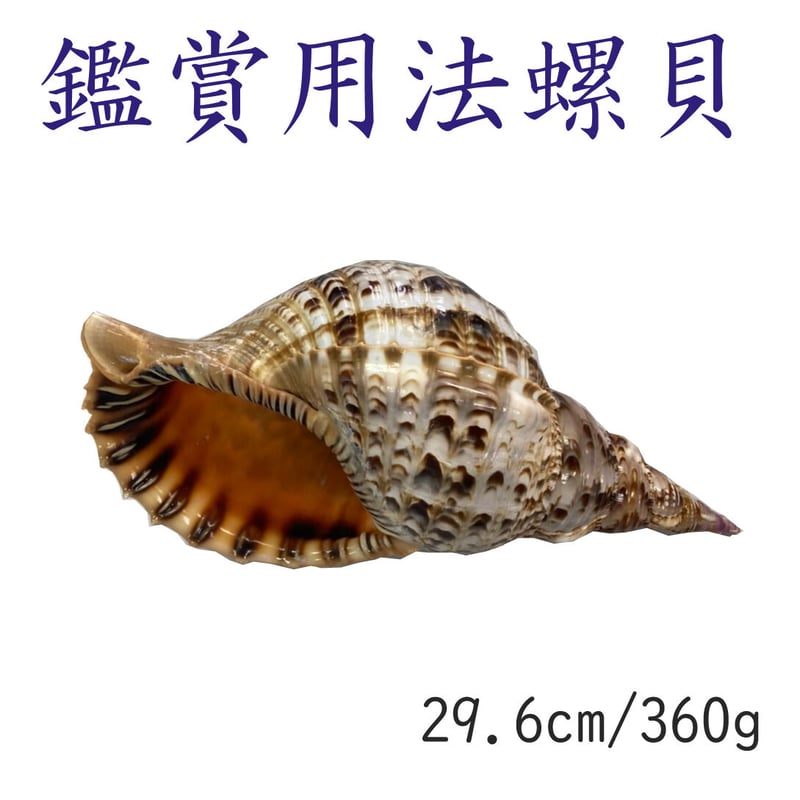 法螺貝　36cm 魔除け　インテリア　天然法螺貝　1,278g Amazon.co.jp: 法螺貝 ホラ貝 ホラガイ ほら貝 縁起物 魔除け