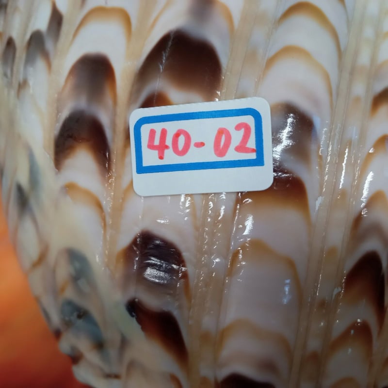 法螺貝 大 約40cm 歌口付き 品番40-02 | 多田商店 法螺貝と和装 法螺貝 大 約40cm 歌口付き 品番40-02 | 多田商店 法螺貝と和装