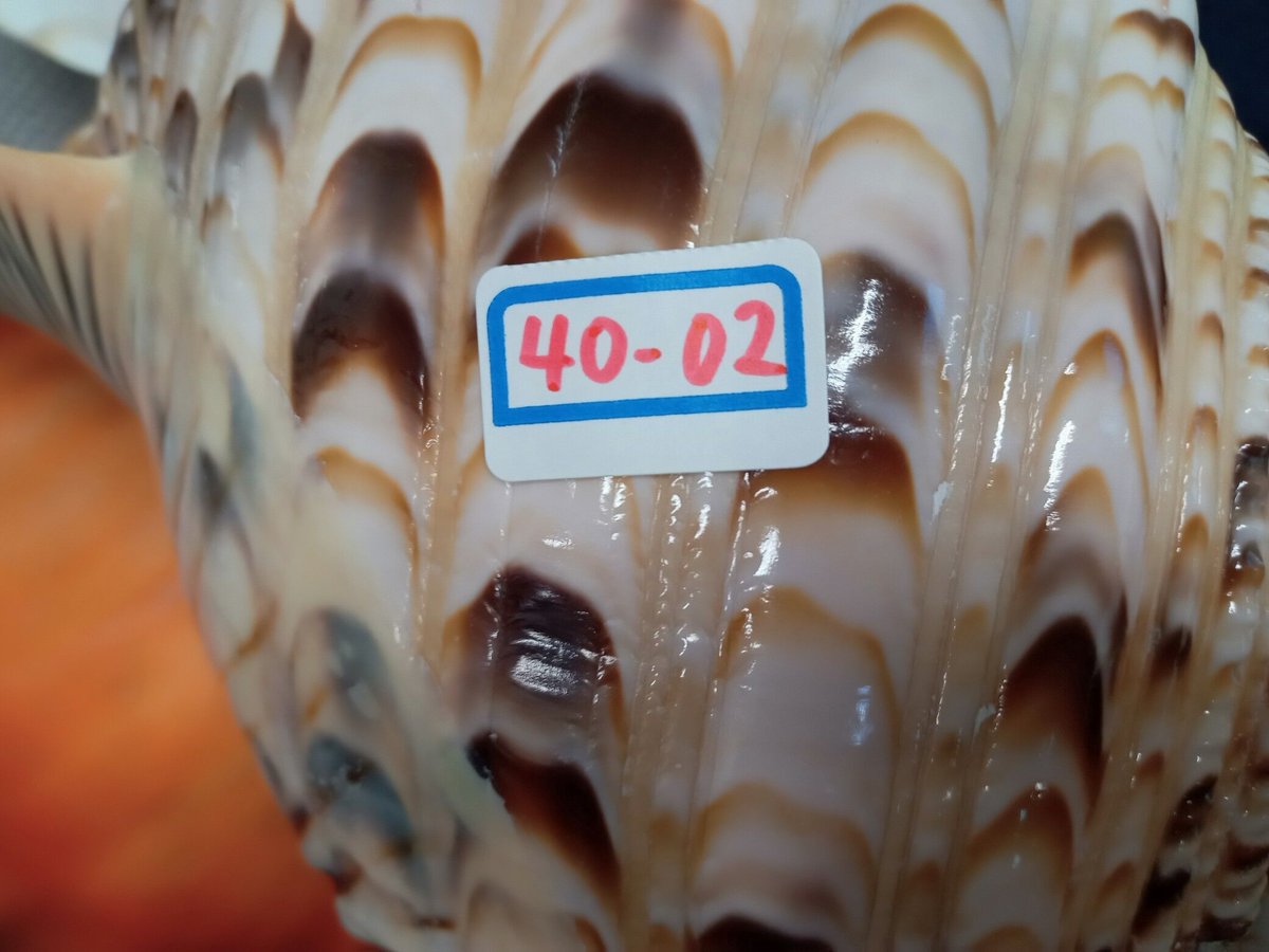 法螺貝 大 約40cm 歌口付き 品番40-02 | 多田商店 法螺貝と和装 法螺貝 大 約40cm 歌口付き 品番40-02 | 多田商店 法螺貝と和装